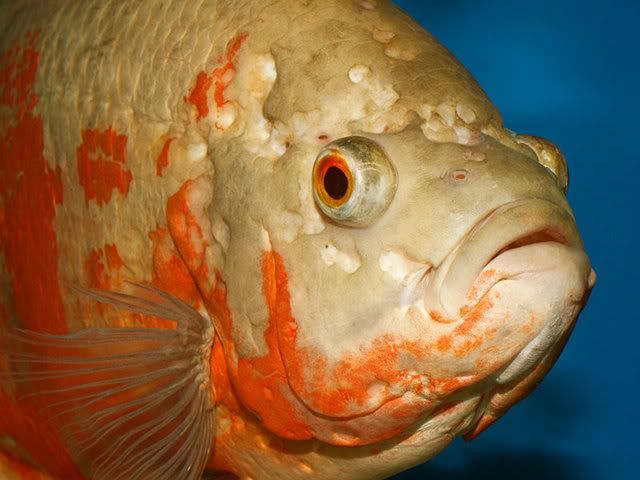 oscar fish disease