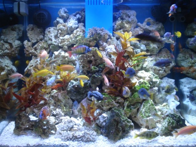 skylinerandgoodafrikans014_zps477c97df.j