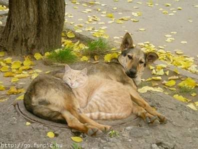 cats sleeping with dogs photo: Sleeping Our Way image072.jpg