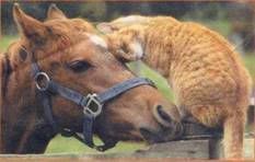 annie horse photo: Annie With Tigger TiggerAnnie.jpg