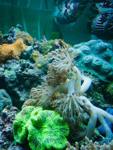 P1030910-1.jpg
