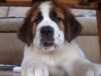 http://i446.photobucket.com/albums/qq183/Seaweed70/st20bernard20by20cjofrockwood202421.jpg
