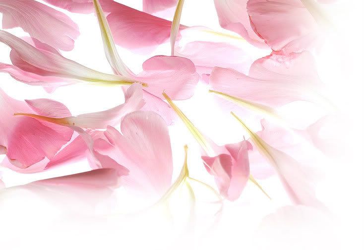 flower-petals Pictures, Images and Photos