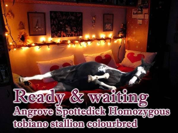 Puddingreadyandwaiting.jpg