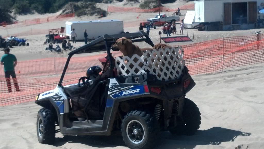 p for dog. - Polaris RZR Forum - RZR Forums.net